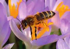 Mai 2014 stellt sich der Verein mit seinem wertvollen Hobby vor. 26 Imker aus der Region trafen sich am 21. März 1914 zur Gründung der Bienenzüchter Konolfingen und Umgebung.