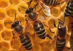 Mit viel Enthusiasmus und Engagement sind die Konolfinger Bienenzüchter diesen Vorgaben gerecht geworden.
