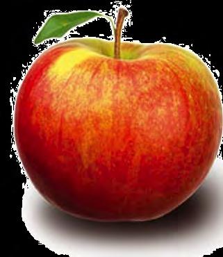 Vom Apfelkern zum Apfelsaft H5 Wir werden uns die wohl bekannteste Schweizer Frucht den Apfel etwas genauer anschauen.