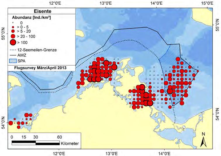 Abbildung 26: Vorkommen von Eisenten Clangula hyemalis in der deutschen Ostsee während einer fluggestützten Erfassung vom 06.03.2013 und 16.04.