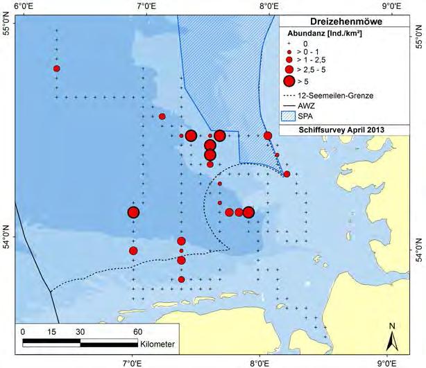 Abbildung 31: Vorkommen von Seetauchern Gavia stellata / G. arctica in der deutschen Nordsee während einer schiffsgestützten Erfassung vom 19.-24.04.