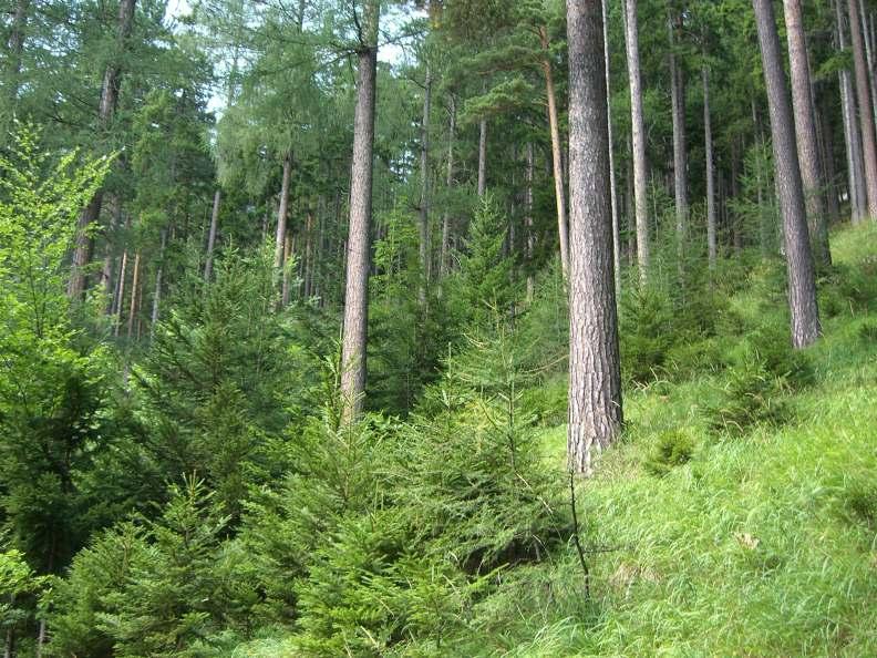 Resümee Der Praxisplan Waldwirtschaft soll dazu beitragen, EigentümerInnen vor allem kleiner Waldflächen zur regelmäßigen Nutzung und Pflege ihrer Waldbestände verstärkt anzuregen.