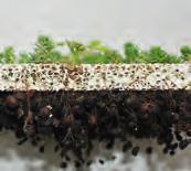 Die Pflanzenwurzeln gelangen auf der Suche nach Wasser und Nahrung durch die Poren in das Substrat.