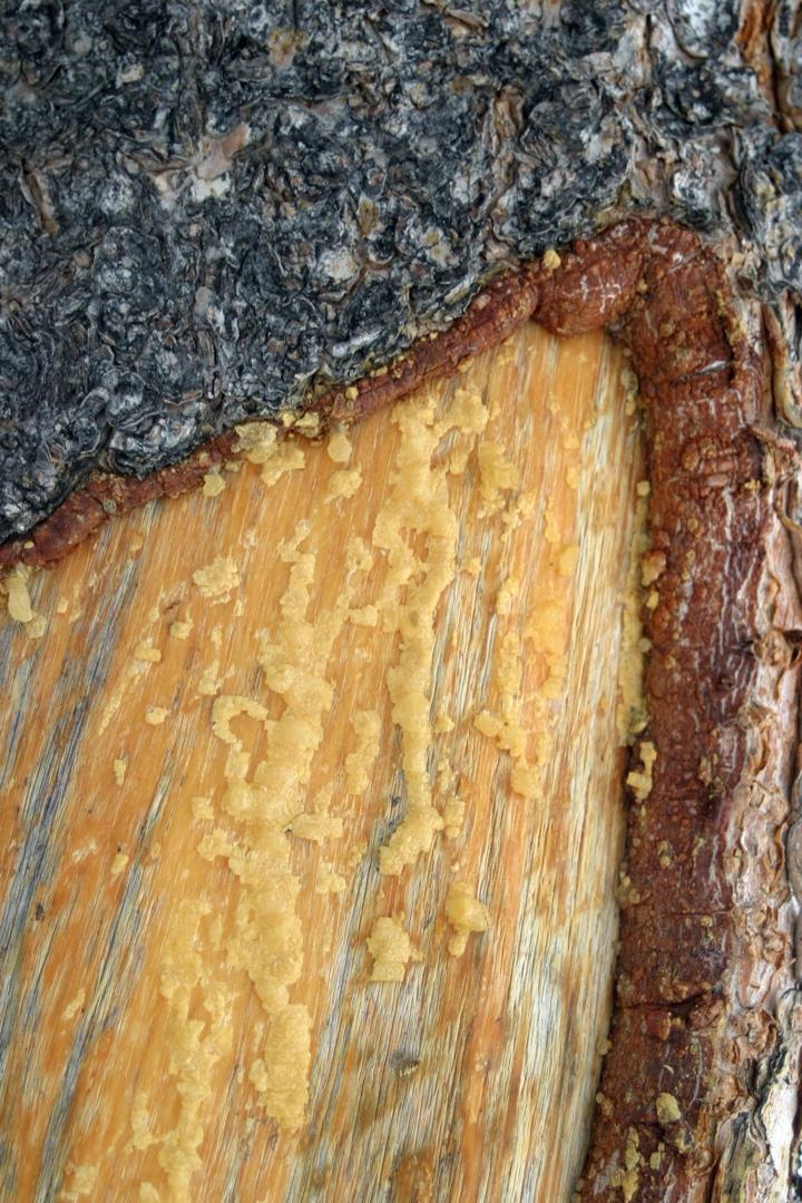 Harz ist schon ein besonderer Saft. Das so völlig durchharzte Holz wurde einige Jahre später gefällt. Es war auf natürliche Weise so konserviert, dass kein Wasser und kein Schädling eindringen kann.