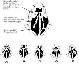 Methoden der Amphibienerfassung eine Übersicht 63 Abb. 12: Wiedererkennung von Knoblauchkröten (Pelobates fuscus) anhand des Rückenmusters.