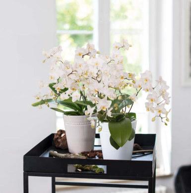 99 Übertopf Keramik, lasiert, konisch, verschiedene Farben, ideal für Orchideen geeignet, ohne Pflanze, ø 14 cm, 1.