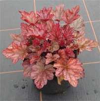 Heuchera Micrantha- Hybride Beauty Color Laub grün-rot
