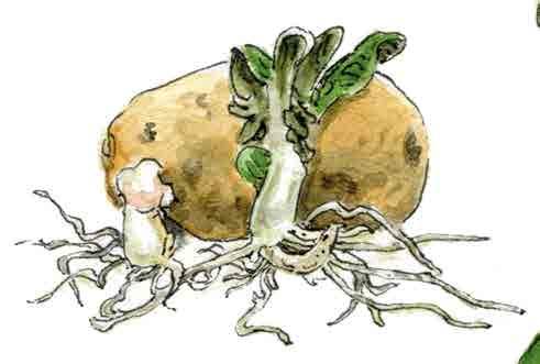 Bei Trockenheit beregnet er die Kartoffelpflanzen wenn möglich zusätzlich. Kartoffelsorten können nach ihrem Erntezeitpunkt eingeteilt werden.