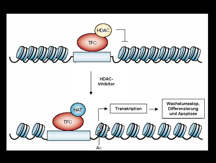Diskussion dass der Koregulator-Austausch und die Bindung des Rezeptors an die DNA unabhängig von der Gegenwart des Liganden (Östrogen) in festgelegten Zyklen stattfinden [219].