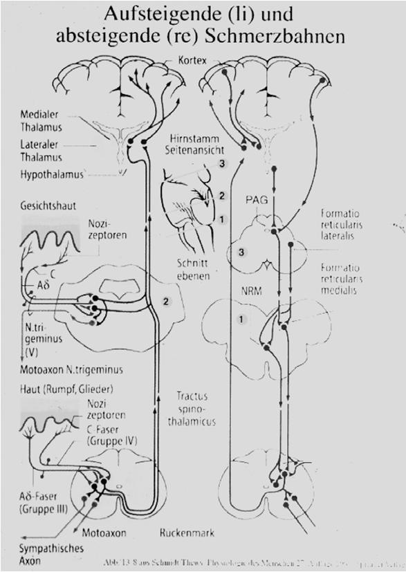 Erwartungstheorie Neurobiologische Beobachtungen am Bsp.