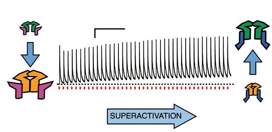 Superactivation, which readily reverses within a few hundred milliseconds, occurs because a proportion of the resting receptors (orange) convert into complexes with high open probability and