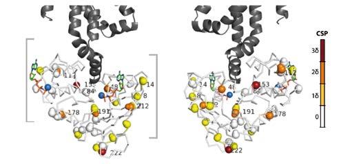 78 RESEARCH REPORT FORSCHUNGSBERICHT 2013 / 2014 STRUCTURAL BIOLOGY STRUKTURBIOLOGIE 79 relatively small binding pocket, make them attractive targets for the design of small-molecule inhibitors which