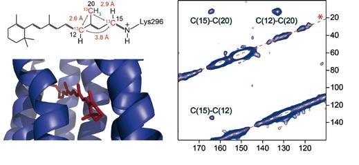 A large number of high-resolution structures of PDZ-ligand complexes provide an excellent basis for rational design.