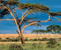 Inhalt Wissenswertes über Kenia und Tansania Diesseits von Eden Willkommen in Ostafrika 10 Steckbrief Kenia 12 Steckbrief Tansania 14 Natur und Umwelt 16 Wirtschaft, Soziales und