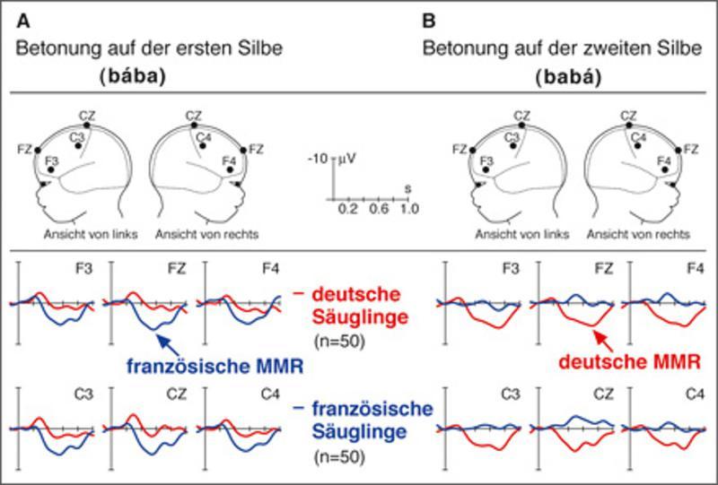 EEG-Daten von Säuglingen im Alter von vier bis fünf Monaten. Französische und deutsche Säuglinge hörten Wörter in zwei verschiedenen Sprachm elodien.