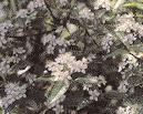 cinerea, Hypericum calycinum und kleinwüchsige, immergrüne Rhododendron bringen zu dem Blattschmuck Farbe auf den Friedhof.