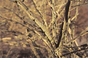 Besonders leicht zu formen sind Buchsbaum (Buxus microphylla, B. sempervirens var.