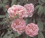 Auch im öffentlichen Grün werden sie in den letzten Jahren wieder zunehmend verwendet. Etwas Botanik Botanisch gesehen, gehören alle Rosen zur Gattung Rosa.