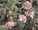 WISSEN 52 Gallica-Rose Aimable Rouge Alte Rosen Bereits seit einiger Zeit sind Alte Rosen wieder im Gespräch, nachdem sie über ein Jahrhundert lang fast vergessen und nur von einzelnen