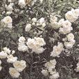 WISSEN 53 Rosa moyesii Geranium (Hagebutten) Strauchrosen Botanisch gesehen sind alle Rosen Sträucher.