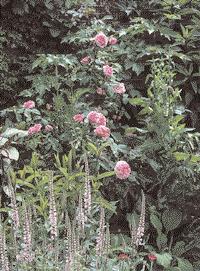 53 WISSEN Rosa `Nevada Rosa Magenta und Veronicastrum virginicum Pink Damask Bei den öfter blühenden Strauchrosen handelt es sich um eine relativ junge Rosengruppe.