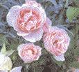 Parallel zu den Remontant-Rosen, die das Bindeglied zwischen den Alten und Modernen Rosen darstellen, ist eine Gruppe von Rosen entstanden, die Tee-Rose genannt wurde.