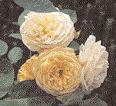 WISSEN 55 Ton in Ton: Graham Thomas zusammen mit Humulus lupulus Aurea Englische Rosen Als Englische Rosen wird eine verhältnismäßig junge Gruppe von Rosen