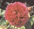 Die ersten Englischen Rosen wurden von dem englischen Rosenzüchter David Austin gezüchtet.