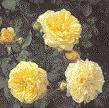 der modernen Teehybriden und Floribunda-Rosen vereinen sollte.