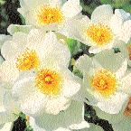In der Gruppe der Bodendeckerrosen sind Rosensorten unterschiedlicher Wuchsform, -höhe und -stärke vereint.