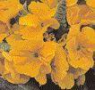 59 WISSEN anderen Frühjahrsblühern wie zum Beispiel Myosotis oder Erysimum schweben. Island-Mohn bildet grundständige Rosetten, darüber stehen die schalenförmigen Blüten auf langen Blütenstielen.
