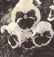 Viola-Wittrockiana-Hybriden, Garten-Stiefmütterchen: Mit ihrer Vielfalt an Farben und Zeichnungen gehören Garten-Stiefmütterchen zu den beliebtesten Frühlingsblühern.
