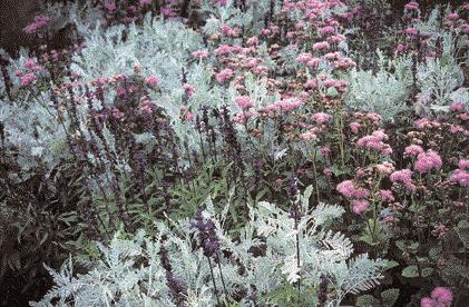 Antirrhinum majus (Löwenmäulchen) zählen zu den bekanntesten und beliebtesten Sommerblumen.