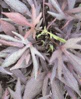 WISSEN 62 Sommerflor (Teil III) Blattschmuckpflanzen Solenostemon scutellarioides Black Prince Blattschmuckpflanzen wirken vor allem durch ihr dekoratives Blattwerk und ihre Wuchsform.