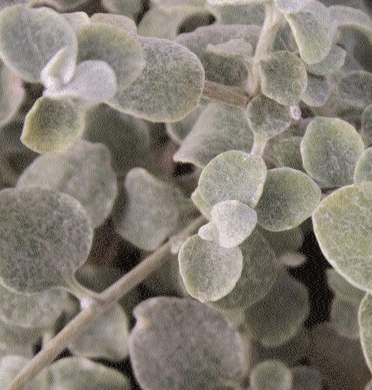 Ricinus communis (Wunderstrauch, Rizinus): Der exotisch anmutende Wunderstrauch ist eine überaus schnellwüchsige, baumartig verzweigte Pflanze.