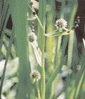 Der prächtige Königsfarn (Osmund regalis) und der zierliche und bodendeckende Sumpffarn (Thelypteris palustris) vertragen im feuchten Millieu auch Sonne.