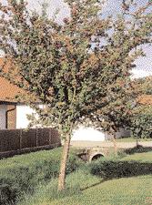 Diese Arten werden zum Teil in Dach- oder Kastenform vorkultiviert angeboten und entwickeln sich zu malerischen Baumgestalten.