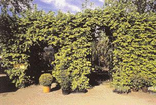 WISSEN 17 Laubgehölze für Formschnitthecken Hainbuche (Carpinus betulus) lässt sich problemlos zu Hecken und Toren schneiden Die geschnittene Hecke ist ein klassisches Gartengestaltungselement,