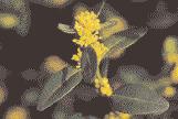 Besonders üppig können das solche Arten, die wie die Zierquitte (Chaenomeles kauliflor) direkt am Holz blühen. C. lageriana ist mit leuchtend orangen Blüten ein wertvolles Heckengehölz.
