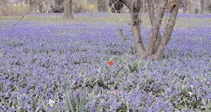 Auffälliger ist der Schneeglanz (Chionodoxa luciliae) mit violettblauen Blüten und starker Versamung. C. sardensis hat ähnliche Eigenschaften, blüht aber eher enzianblau.