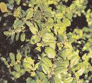 22 WISSEN Buchs (Buxus sempervirens) lässt sich durch Schnitt an jede Gartengröße anpassen und strahlt südliche Atmosphäre aus roten Beeren.