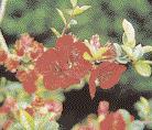 Die Gattung Mahonia bietet gleich mehrere lichtscheue Vertreter. Am bekanntesten ist die robuste M. aquifolium mit intensiv duftender, gelber Blüte und blau bereiften Beeren.