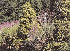 aspera Macrophylla. Kombiniert wird mit Farnen, Gräsern, Waldstauden und Kleinblumenzwiebeln.