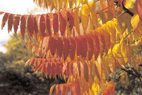 WISSEN 25 Pflanzen für die Herbstfärbung Der Indian summer ist eine viel publizierte Touristenattraktion ohne Gleichen.
