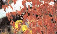 25 WISSEN Zum Teil sehr heftige Farben kommen außerdem vom Fächer- Ahorn (Acer palmatum), Florida- Hartriegel (Cornus florida), Hahnensporn-Weißdorn (Crataegus crus-galli), Prachtglocke (Enkianthus
