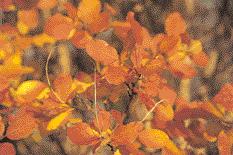 Ein besonderer ist die Herbstfärbung Zu den zuverlässigsten Farbgebern zählen die Kletterpflanzen aus der Gattung Parthenocissus.