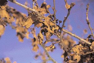 28 WISSEN Hellbraune Kapseln sind der Winterschmuck des Hibiskus (Hibiscus syriacus) An jungen Bäumen haftet das alte Eichenlaub (Quercus robur) bis zum Frühjahr; gute Voraussetzungen für