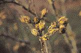 Bei den Rubus-Arten fallen die rottriebige Japanische Weinbeere (R. phoenicolasius), die zudem im Sommer schmackhafte Beeren hat, und die blau bereiften Arten R. lasiostylus und R.