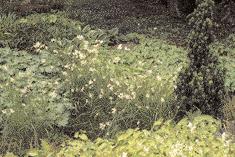 Ausgesprochen reizvoll sind die Sauergräser aus der Gattung Eriophorum, wobei das zum Wuchern neigende Schmalblättrige Wollgras (E.