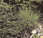 Besonders auf moorigem Untergrund wirken die blühenden Wollgräser zur Blütezeit und noch lange danach durch zahllose weiße Samenhaare.